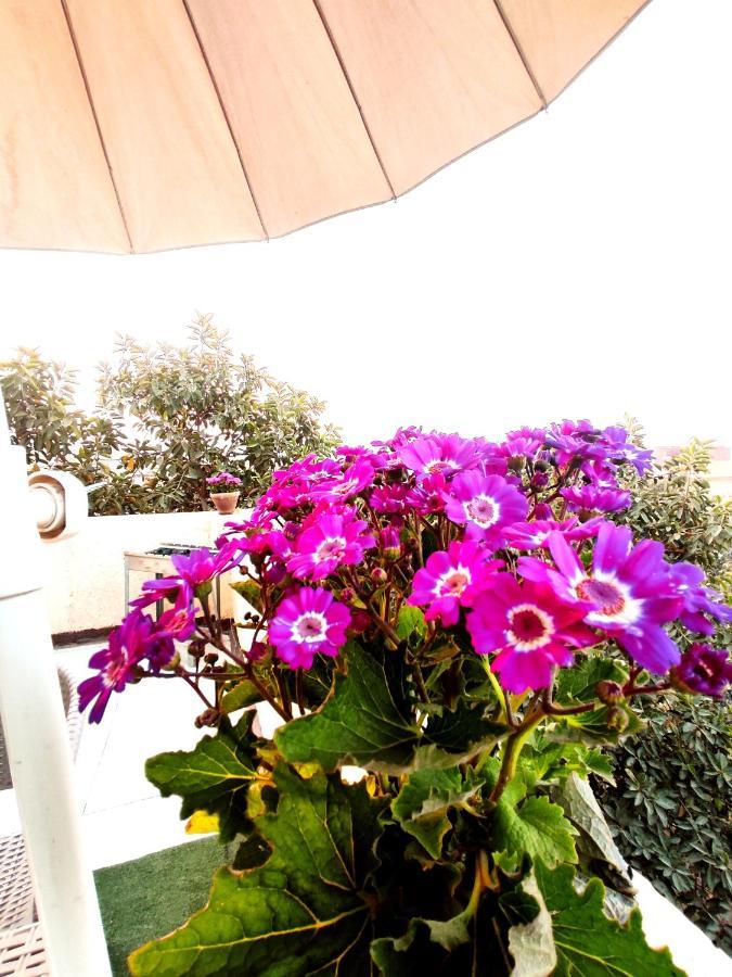 Apartment Roof For Rent, Street 9, Maadi *